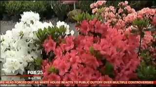 Garden Variety Azaleas