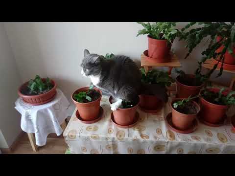Cat pooping on plant
