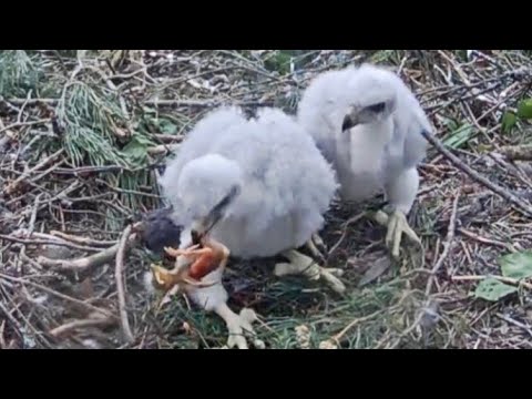 Jastrzębie Zemgale Łotwa - Samiec Miks z dostawami dla 🐥😱🐥‼️
