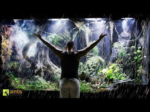 What Happened After Creating a Storm In My Giant Rainforest Vivarium