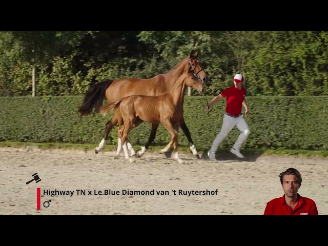 High Blue v/d Berghoeve Z