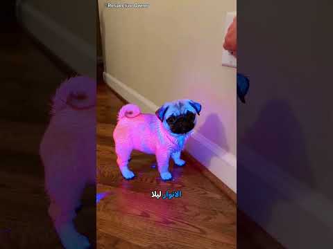 الكلاب المتوهجة في الظلام 🐶✨