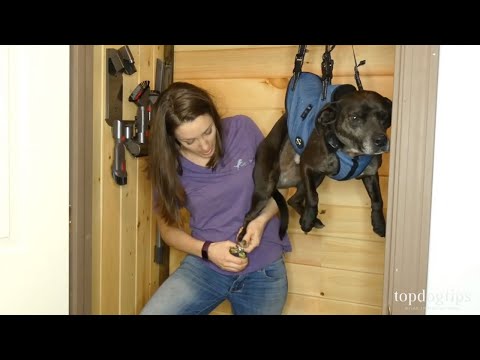 YouTube video about: How to cut dog's nails when they fight you?
