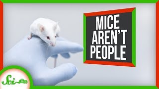 6 Reasons We Have to Say a Study Was "In Mice"