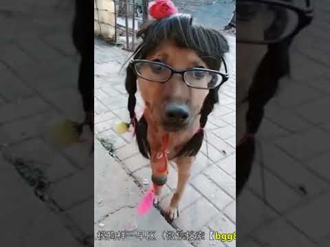 إضحك مع الكلاب