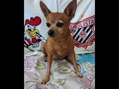 Buddha Monk Feat. Ol_ Dirty Bastard _ Drunken Dragon - Got_s Like Come On Thru #PaulistaFc