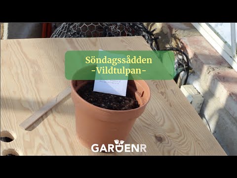 Söndagssådden - Vildtulpan - Trädgårdshacks med GardenR