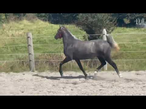 Pony - Image 2