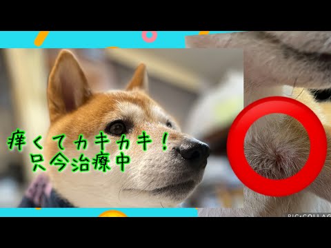 私の犬がシンパリクを服用しましたが、かゆみが続いています。なぜ、どうすればよいでしょうか?