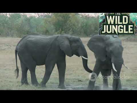 TOP 10 Most Intelligent Creatures in the Wild Jungle