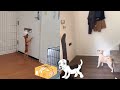 Funny DOG Vs MAIL Compilation 2023 Dogs Attacking Post TikTok Compilation