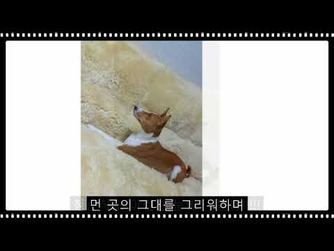 Various facial expressions performed by basenji Ssen