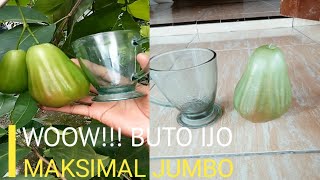 Download lagu YANG LAGI VIRAL!!! GREEN GIANT BUAHNYA BENAR - BENAR JUMBO! mp3 Download lagu YANG LAGI VIRAL!!! GREEN GIANT BUAHNYA BENAR - BENAR JUMBO! mp3