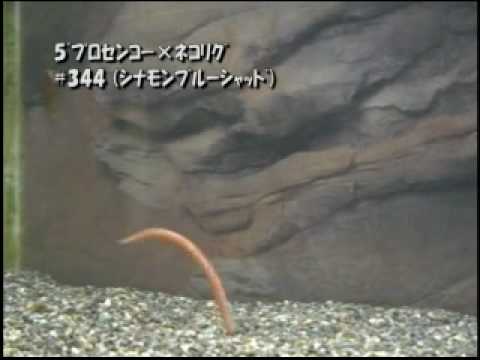 Gary YAMAMOTO ムービーカタログ ~2010 New Colors~