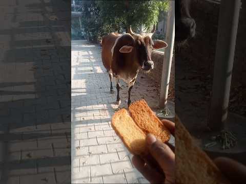 seva bhav ll🚩ll (jai Shree ram) #ram #gaay #dog #animals #seva #sorts #youtubeshorts #shortsfeed