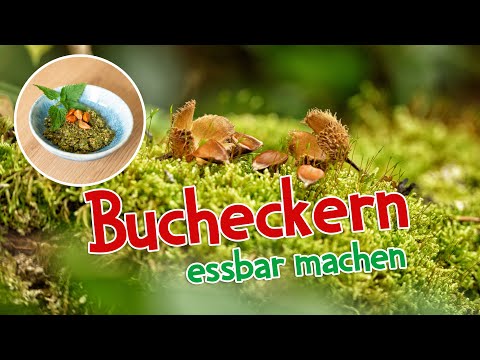 Bucheckern essbar machen 🍂 Bucheckern Pesto 🌱 Die Früchte der Buche #wald #rezept #wildkräuter