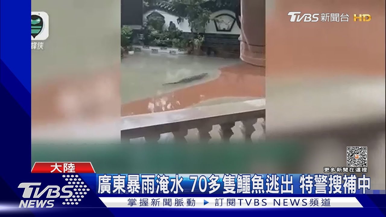 鱷魚逃出來啦!廣東暴雨河面漂鱷魚 西安老街變急流