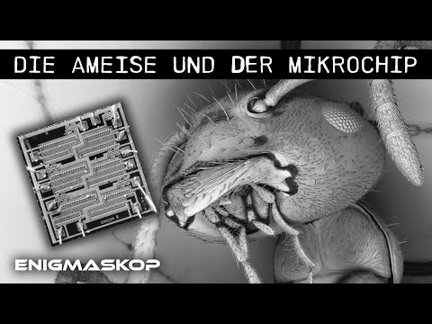 Die erstaunlichen Möglichkeiten der Rasterelektronenmikroskope (REM)