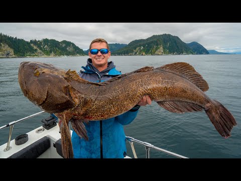 GIANT Alaskan SEA DRAGON! Catch Clean Cook (Ling Cod)