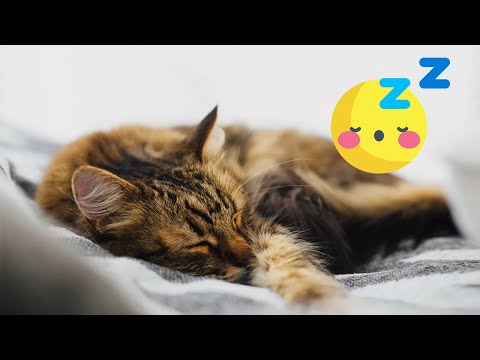 Música Magica para Gatos 🐱🎼 Relájese y Calme a su Felino En 5 Minutos