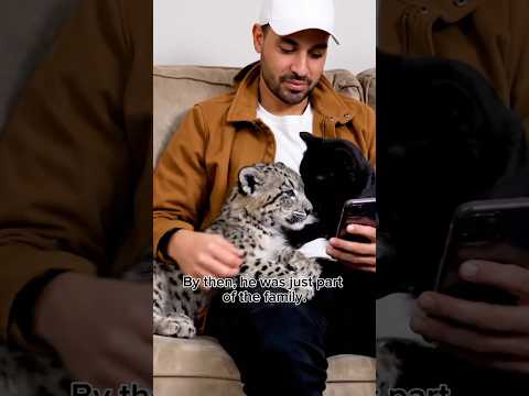 Saving a Frozen Snow Leopard Cub Near Emperor Penguins and Returning Him to the Wild #shorts
