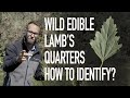 lamb s quarters edible wild plant how to identify