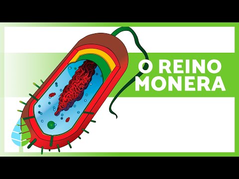 REINO MONERA 🦠 (Definição, Características e Classificação)