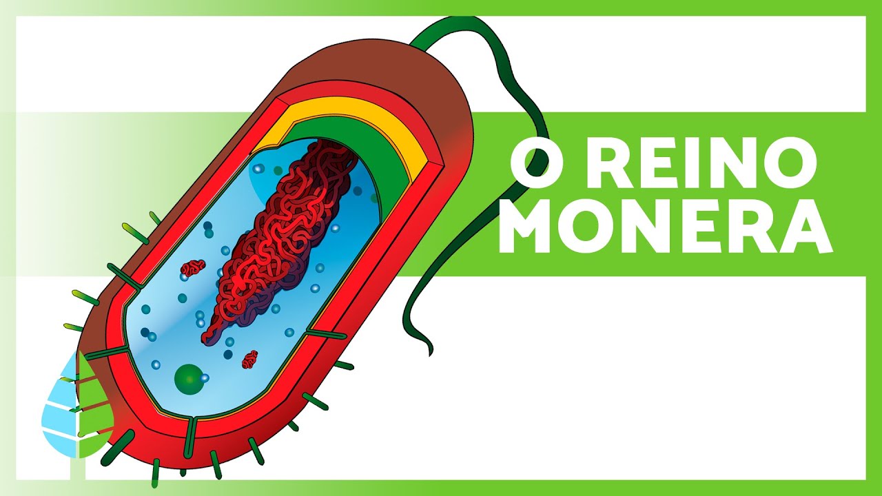 REINO MONERA 🦠 (Definição, Características e Classificação)