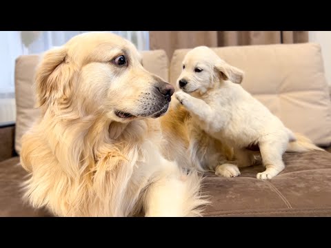 Golden Retriever Reacts to Golden Retriever Puppy