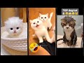 Cute Animals ‍ New Funny Cats 2024 HelloKittyCats 2752