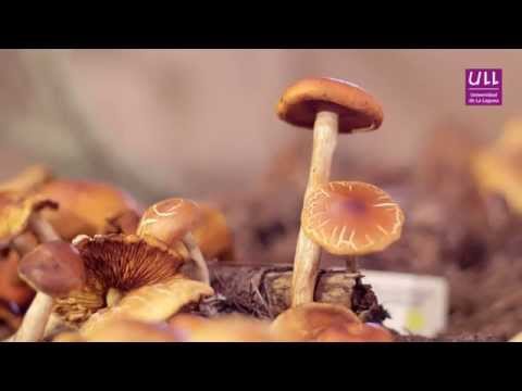 33 Jornadas Micológicas de Canarias 2015