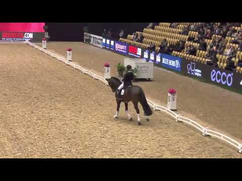 Vivaldon (Vivaldi x Diamond Hit x Argentinus)