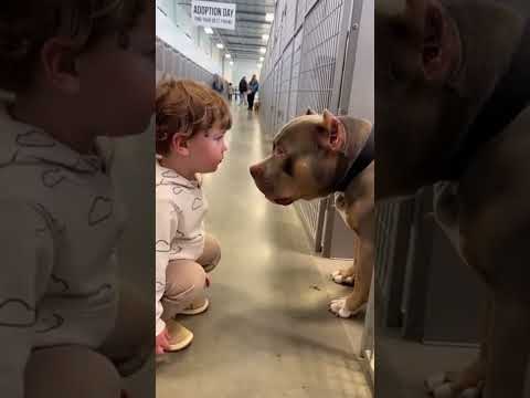 Little Kid Says “I Love You” to Giant Bully… And the Dog Answers Back 🐶💛