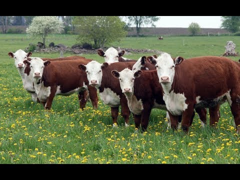 Goveda za tov – Simentalac za jasle, druge rase za pašnjak!