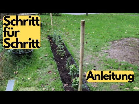 How to plant my berry hedge | Planting in autumn