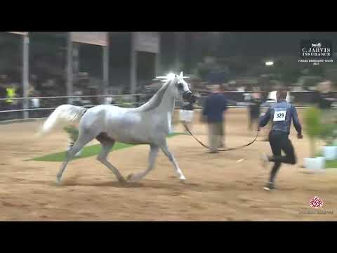 N.329 SULTANAT AL ANAN - Israel Breeders' Show 2023 - Fillys 3 Years Old Class D (Class 32)