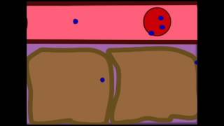 AP2: RESPIRATORY SYSTEM: EXTERNAL &amp; INTERNAL RESPIRATION