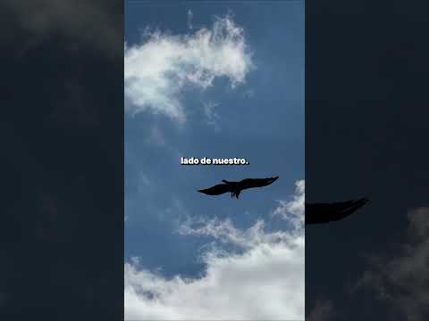 Un joven cóndor volando arriba nuestro.