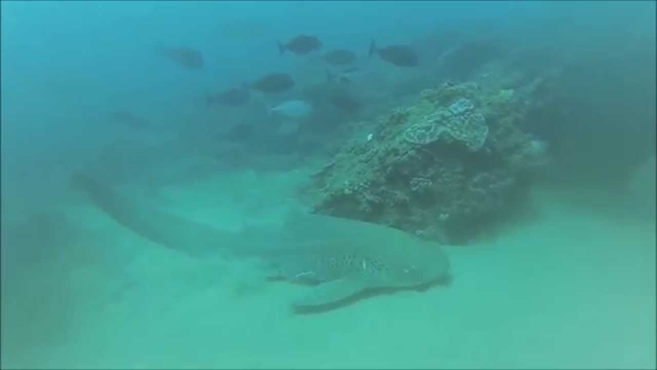 Leopard Shark at Playground Oct 2015