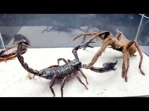 SCORPION vs TARANTULA SPIDER FIGHTING FOR PREY, who will win? Insect Stories-6