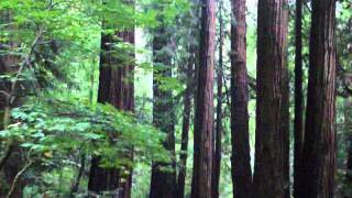 preview picture of video 'Muir Woods, California: A forest of big redwood trees'