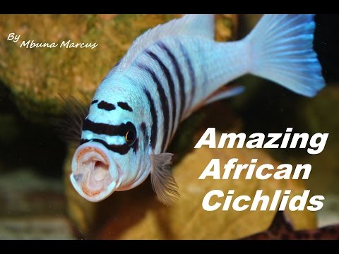 download lagu mp3 mp4 Beautiful African Cichlids, download lagu Beautiful African Cichlids gratis, unduh video klip Beautiful African Cichlids