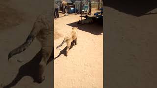Video preview image #1 German Shepherd Dog-Unknown Mix Puppy For Sale in Apple Valley, CA, USA
