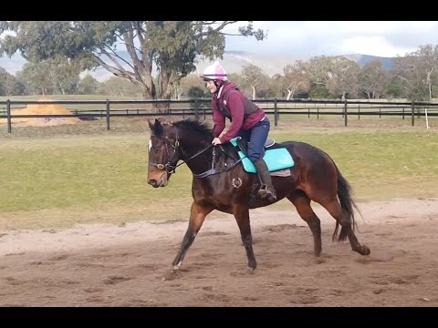 Regal Bloodstock - Regal Rocket