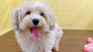 ハーフ犬の動画02