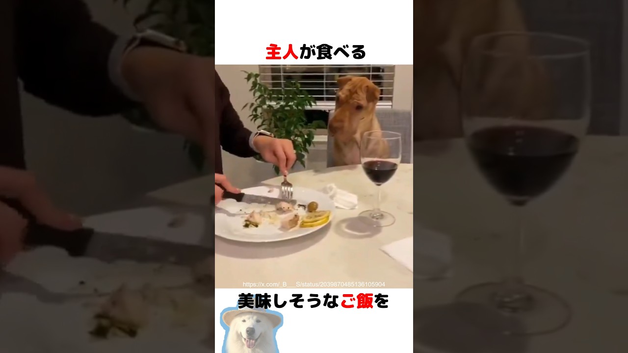 ご飯を要求するワンコ