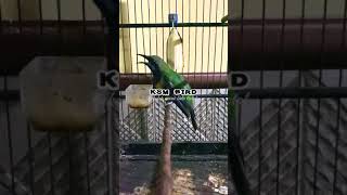 Download lagu CUCAK CUNGKOK FULL ISIAN CILILIN | Chloropsis hardwickii #shorts #cucakcungkokgacor mp3