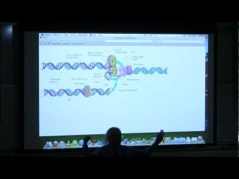 #16 BB 350 DNA Replication I - Kevin Ahern's Biochemistry Online