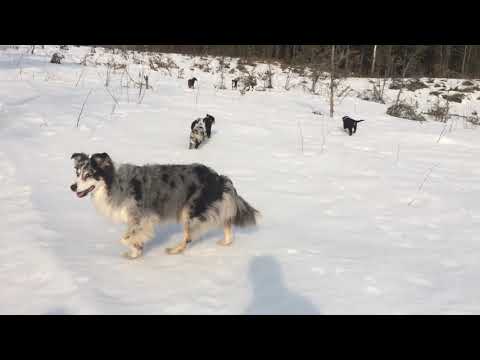 Neljä S-pentua 5.4.2019