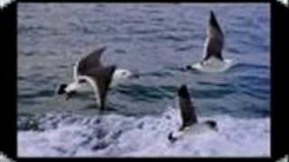 Download lagu IWAN FALS-CELOTEH CAMAR TOLOL DAN CEMAR mp3